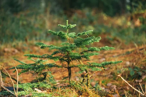 Несанкционированное выкапывание деревьев в лесу запрещено законодательством
