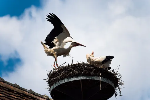 Чтобы деревня процветала: жители построили местному аисту новое гнездо