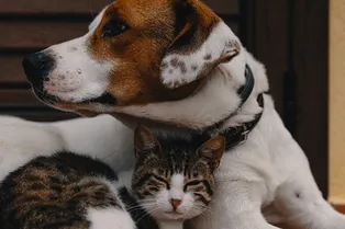 Кот и пес — друзья или враги? Мнение ученых: должны знать все любители животных