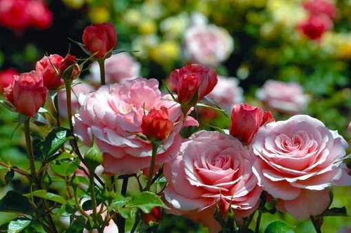 3 способа продлить обильное цветение роз