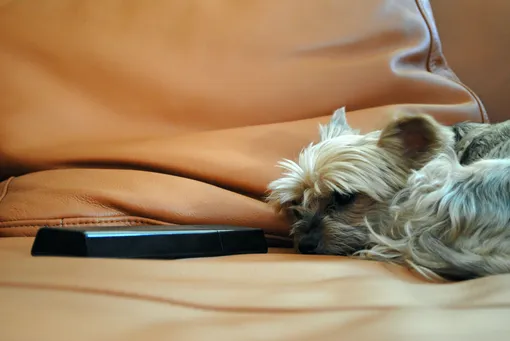 собака спит на кожаном диване