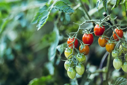 Клубника, помидоры и другие растения, которым нужен йод