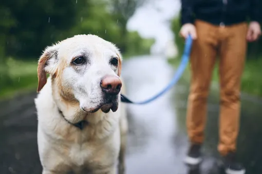 что делать, если собака боится гулять под дождём