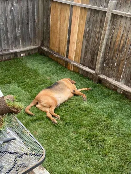собака на траве