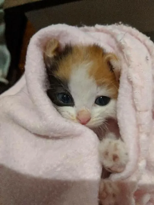 котенок в одеялке