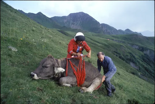 Путешествие коровы на вертолете, 1994 год