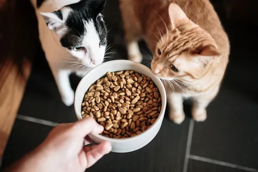 Почему кошек нельзя кормить собачьим кормом