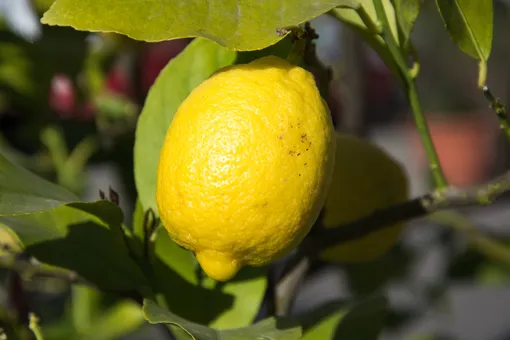 Болезни лимонного дерева