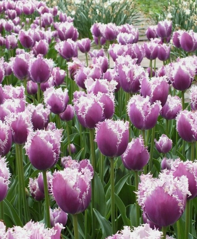 Желтые бахромчатые тюльпаны