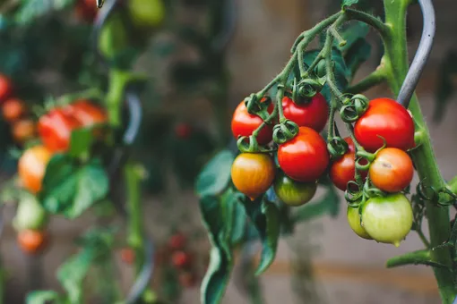 Существует множество сортов и гибридов томатов раннего созревания, семена которых можно сеять на рассаду в апреле