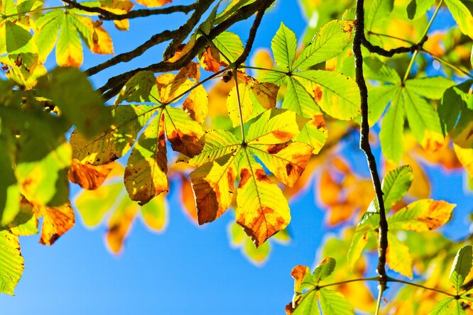 листья каштана в ржавых пятнах на фоне неба