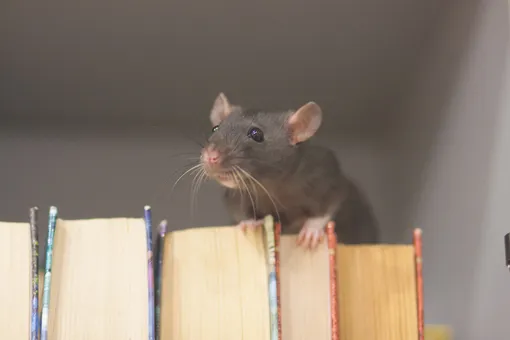 Декоративная крыса — одно из самых умных животных на этой планете