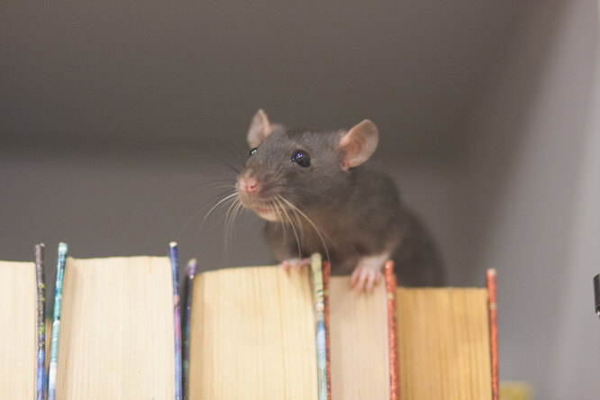 Разные виды грызунов