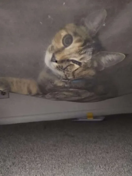кошка застряла под кроватью