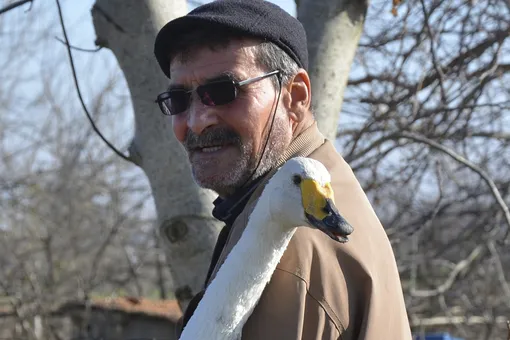 Лебединая верность: птица 37 лет не покидает мужчину, который ее спас