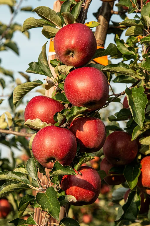 Прежде всего нужно изучить ранние сорта яблонь для средней полосы, представленные в местных питомниках, а также посмотреть, что растёт у соседей