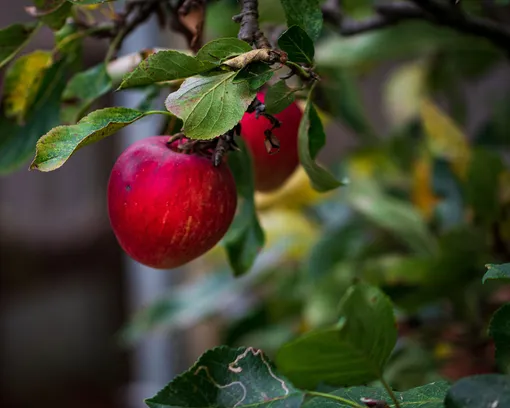 ярко-красное яблоко на ветви дерева