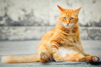 Почему у кошки перхоть: причины, лечение