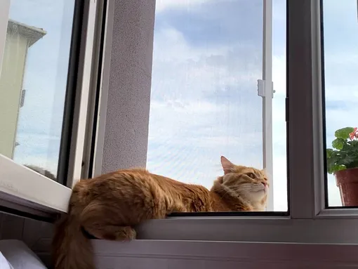 открытые окна опасны для кошек