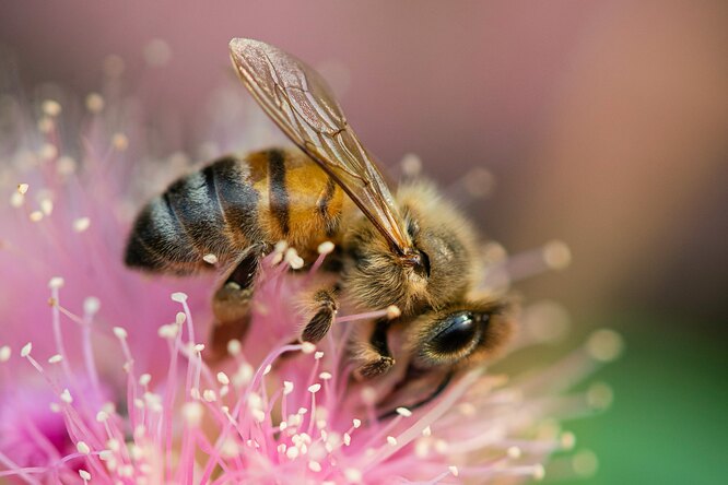 Найдена гигантская пчела, которая считалась вымершей на протяжении почти 40 лет