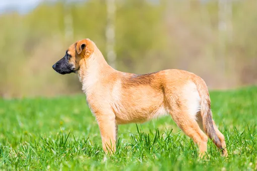 Неприятные запахи отпугнут собаку от газона