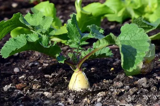 Когда и как сажать редьку в открытый грунт: всё о выращивании полезных корнеплодов