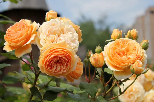 Как вырастить английские розы: возрождение садовой классики на дачном участке