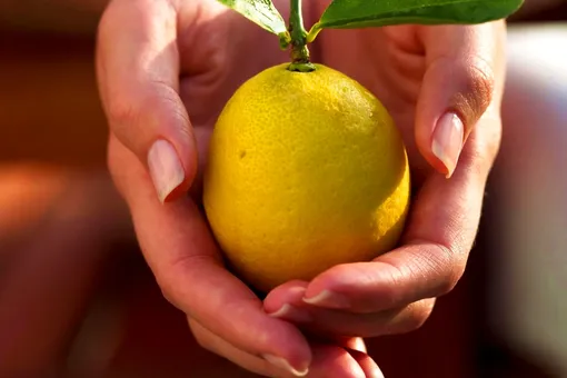6 необычных сортов лимона для выращивания на подоконнике дома