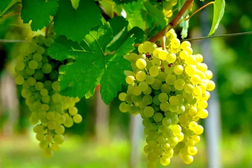 Чеканка винограда в августе: пошаговая инструкция в помощь дачнику