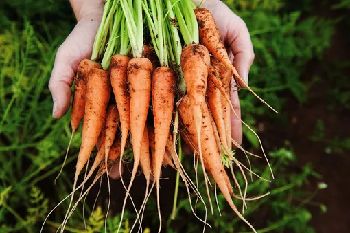 Уборка ранних сортов моркови