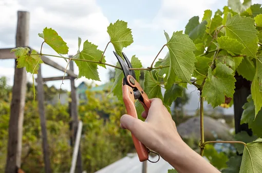 Обрезка винограда — часто задаваемые вопросы