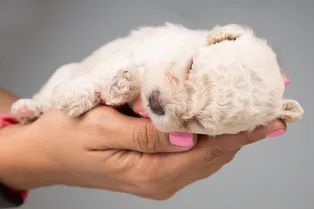 Для аллергиков и лентяев: 10 пород крошечных собак, которые почти не линяют