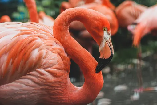 7 удивительных фактов о фламинго, которые вы не знали