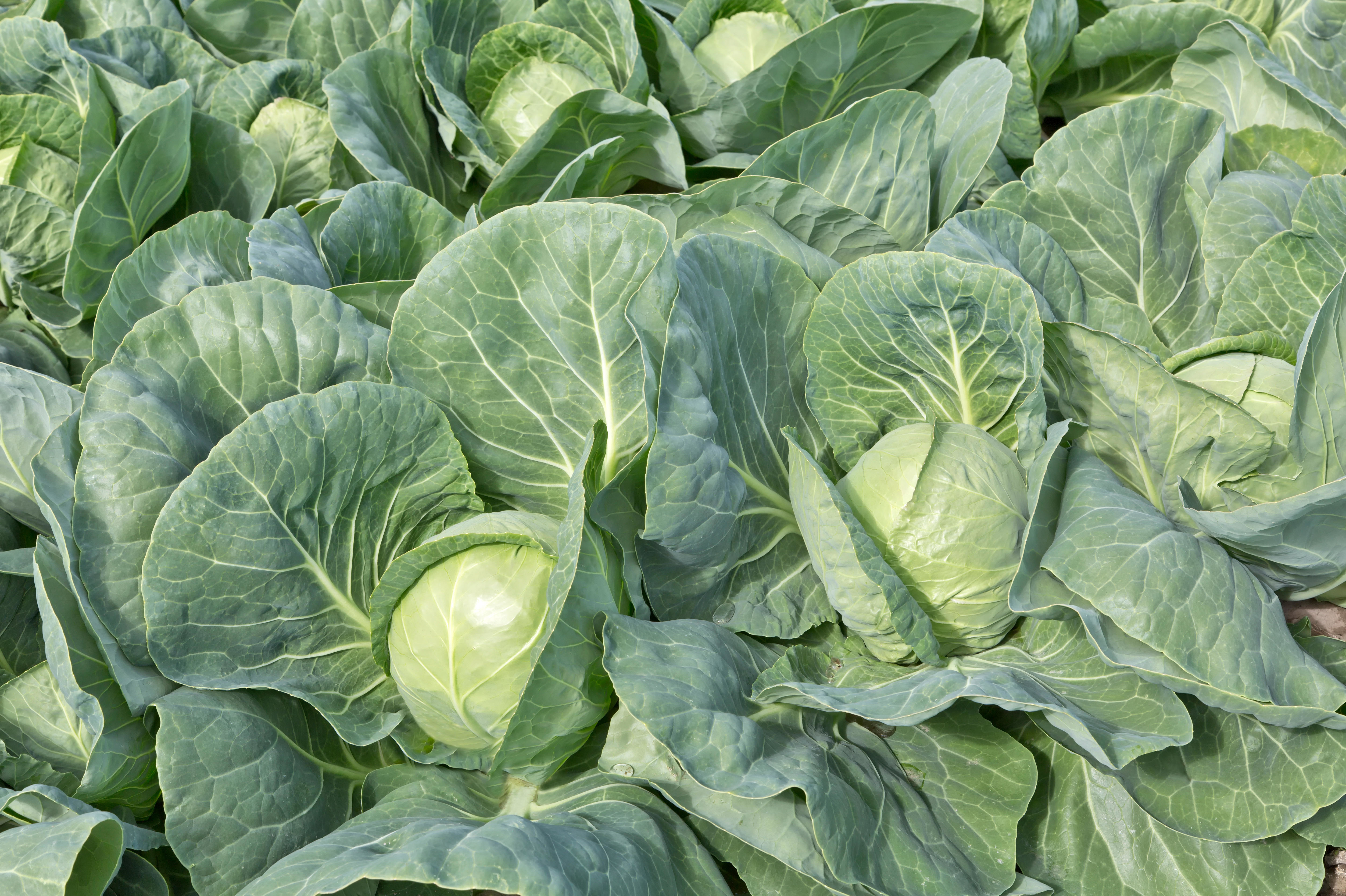 Сорта капусты для салатов, квашения и хранения – выбор опытных дачников