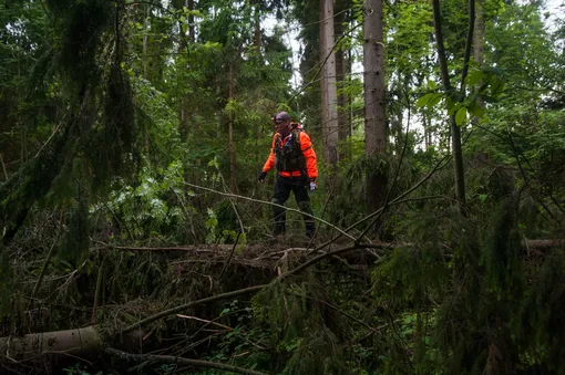 Поиски людей затрудняет бурелом, от которого в России лес не вычищают