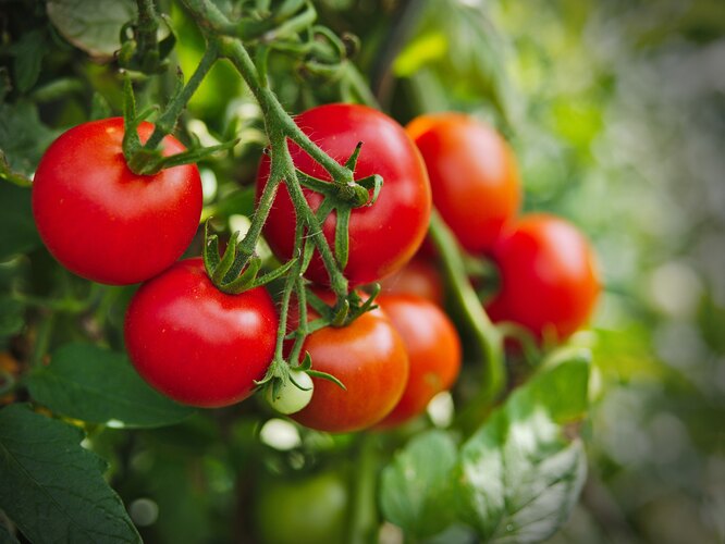 Фитофтора на помидорах в открытом грунте: как лечить?