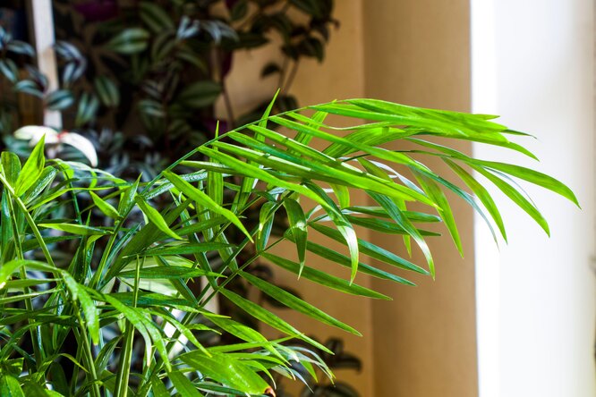 Условия оптимального полива и поддержания влажности