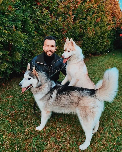Денис клявер и его собаки