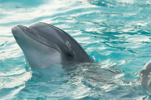 Дельфин в море — 7 интересных фактов о дельфинах: как живут дельфины, их привычки и характер, фото