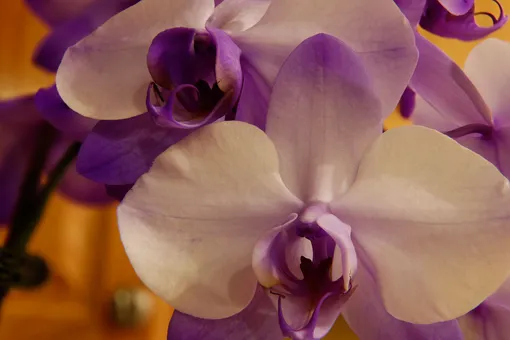 орхидея ядовита для человека