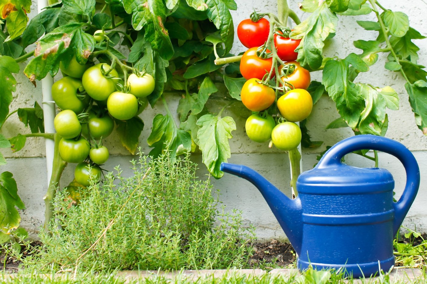 Как поливать помидоры во время созревания плодов?