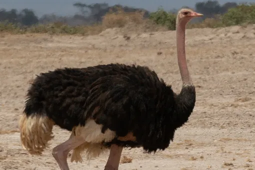 В Ленобласти 12 часов не могли поймать сбежавшего страуса Стёпу