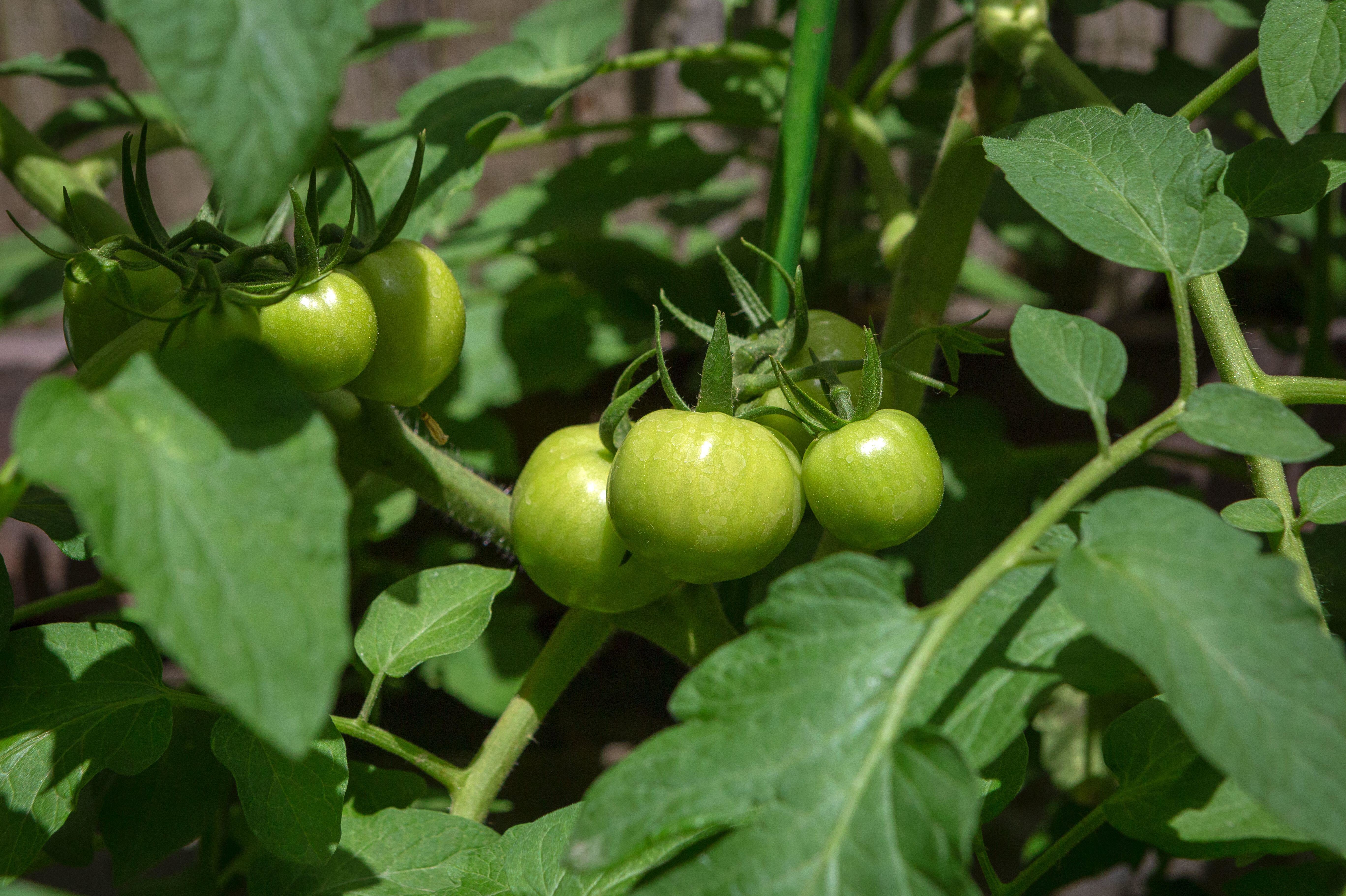 Зелёные помидоры: сорта томатов с описанием и характеристиками
