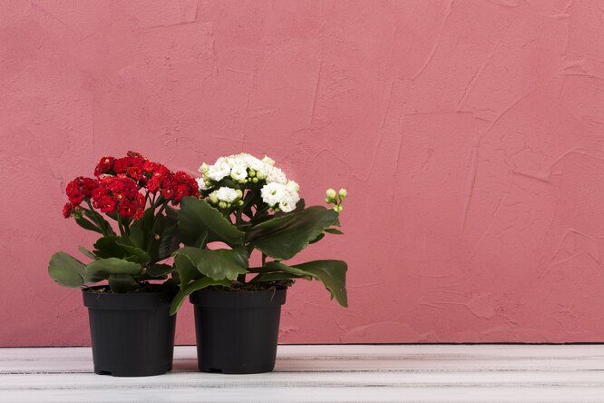 Kaktusová miska, kostka sansevieria: jak vybrat perfektní květináč pro každou květinu