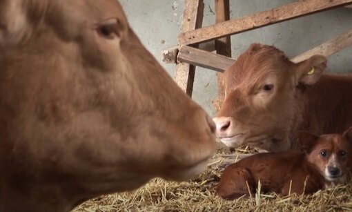 Неожиданное расставание