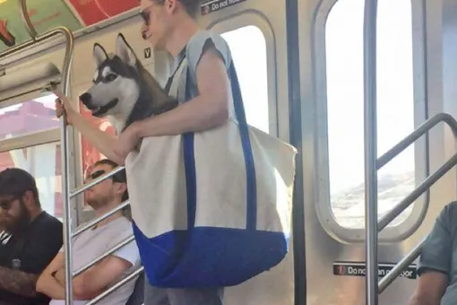 Как провезти собаку в метро и не нарушить правила