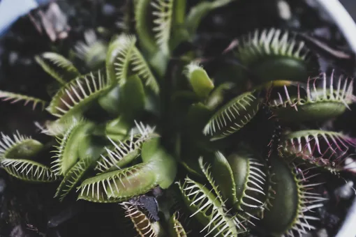 Венерина мухоловка: как вырастить экзотический цветок из семян с маркетплейса