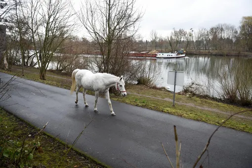 белая лошадь гуляет по франкфурту