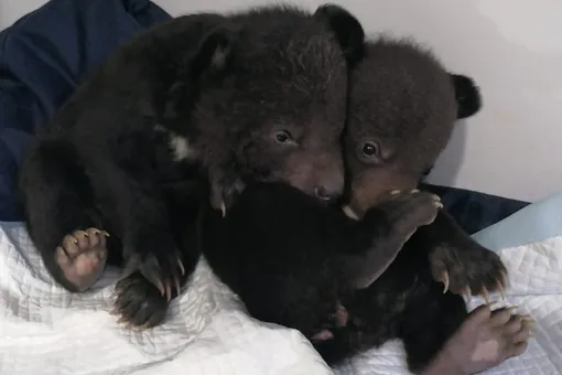 «Хорошо, что им не одиноко»: двоих редких медвежат спасли и забрали в приют