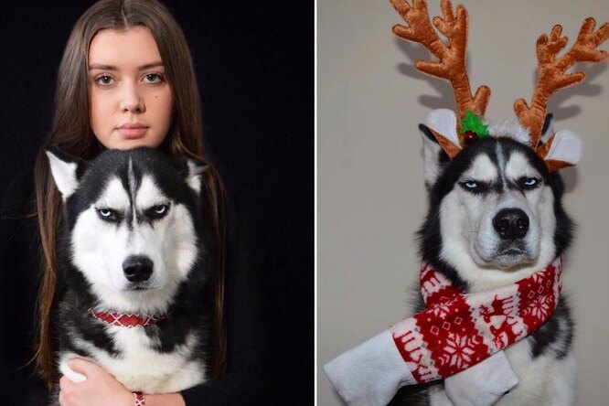 Знакомьтесь: Ануко — пёс, который ненавидит Рождество!